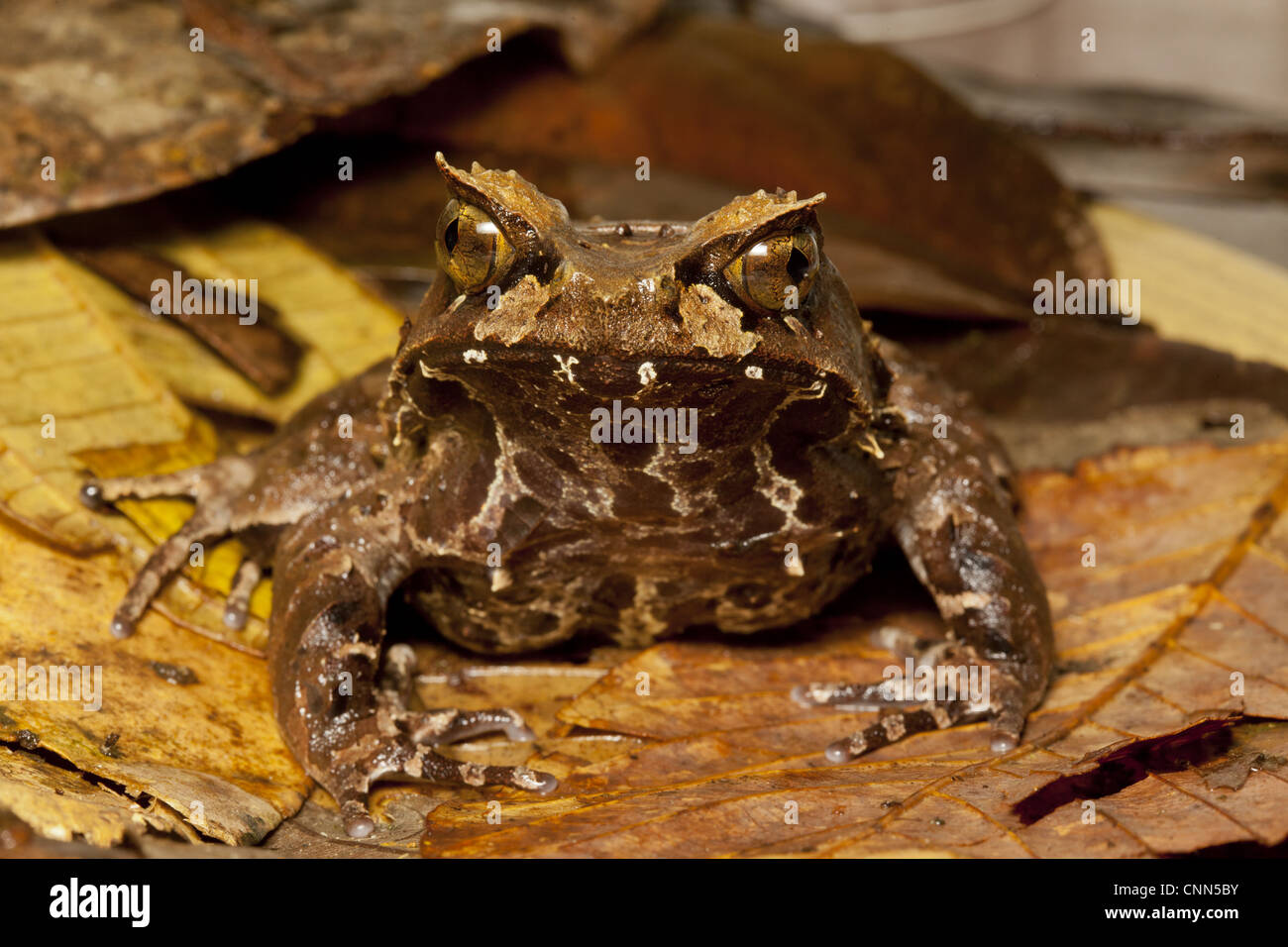 Kobayashi della rana cornuta (Megophrys kobayashii) adulto, seduti su una figliata di foglia, Kinabalu N.P., Sabah Borneo, Malaysia Foto Stock