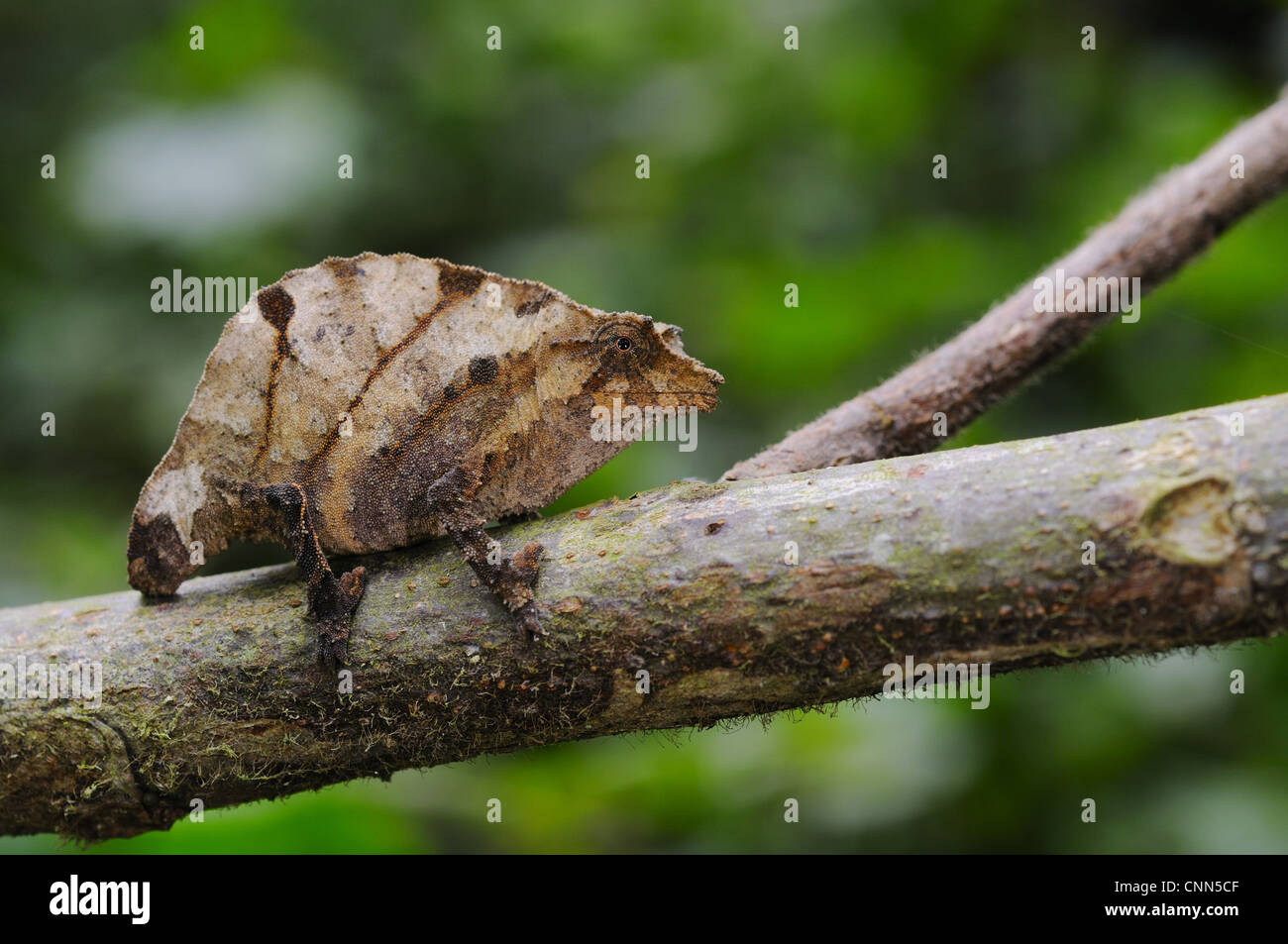 Boulenger del Camaleonte pigmeo (Rhampholeon boulengeri) adulto, sul ramo nella foresta pluviale montane, Nyungwe Foresta N.P., Ruanda Foto Stock