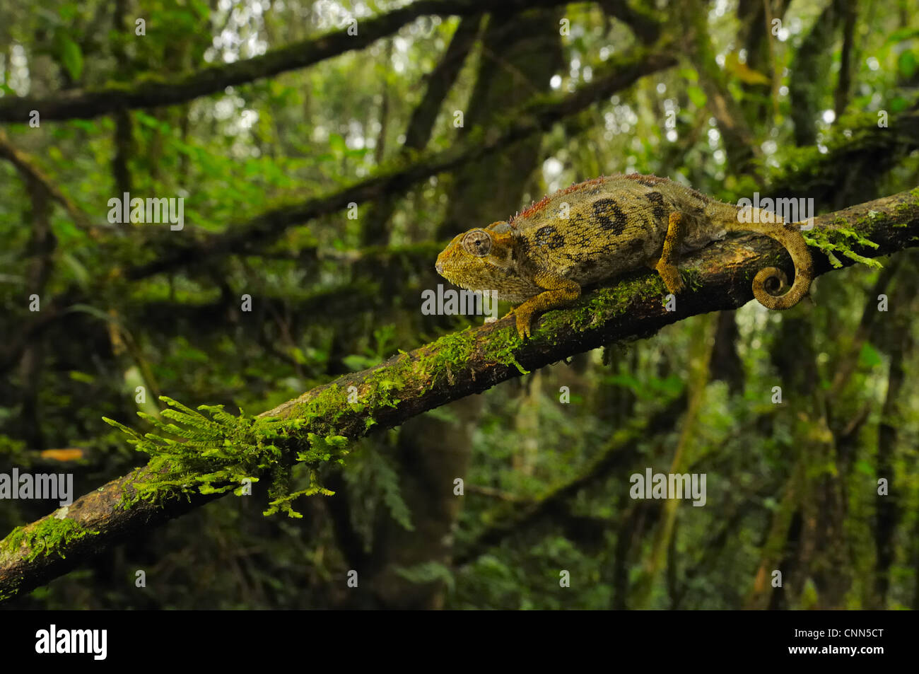 Camaleonte ruvida (Trioceros rudis) adulto, sul ramo in montane habitat della foresta pluviale, Nyungwe Foresta N.P., Ruanda Foto Stock