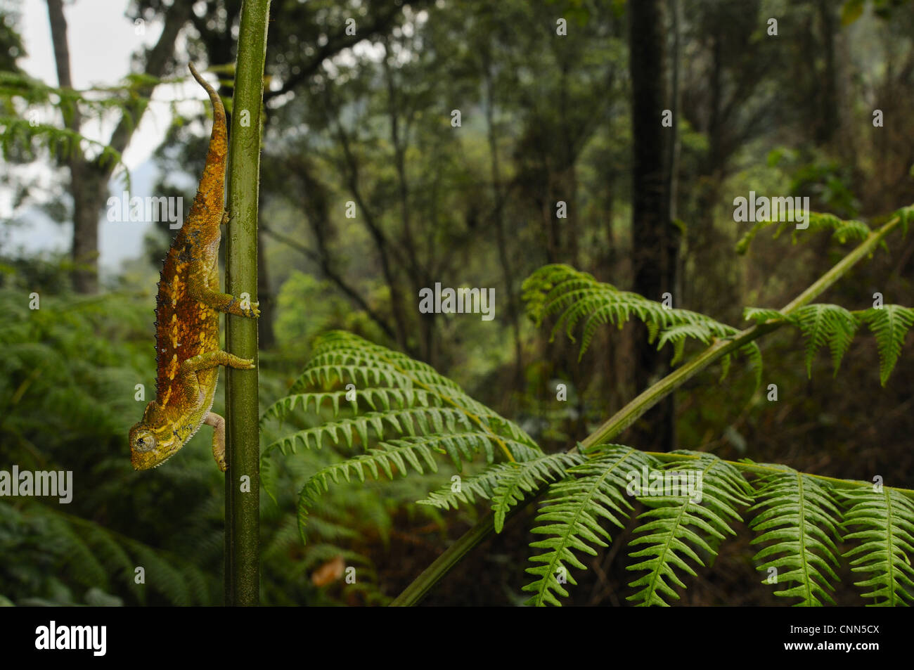 Camaleonte ruvida (Trioceros rudis) adulto, sullo stelo in montane habitat della foresta pluviale, Nyungwe Foresta N.P., Ruanda, dicembre Foto Stock