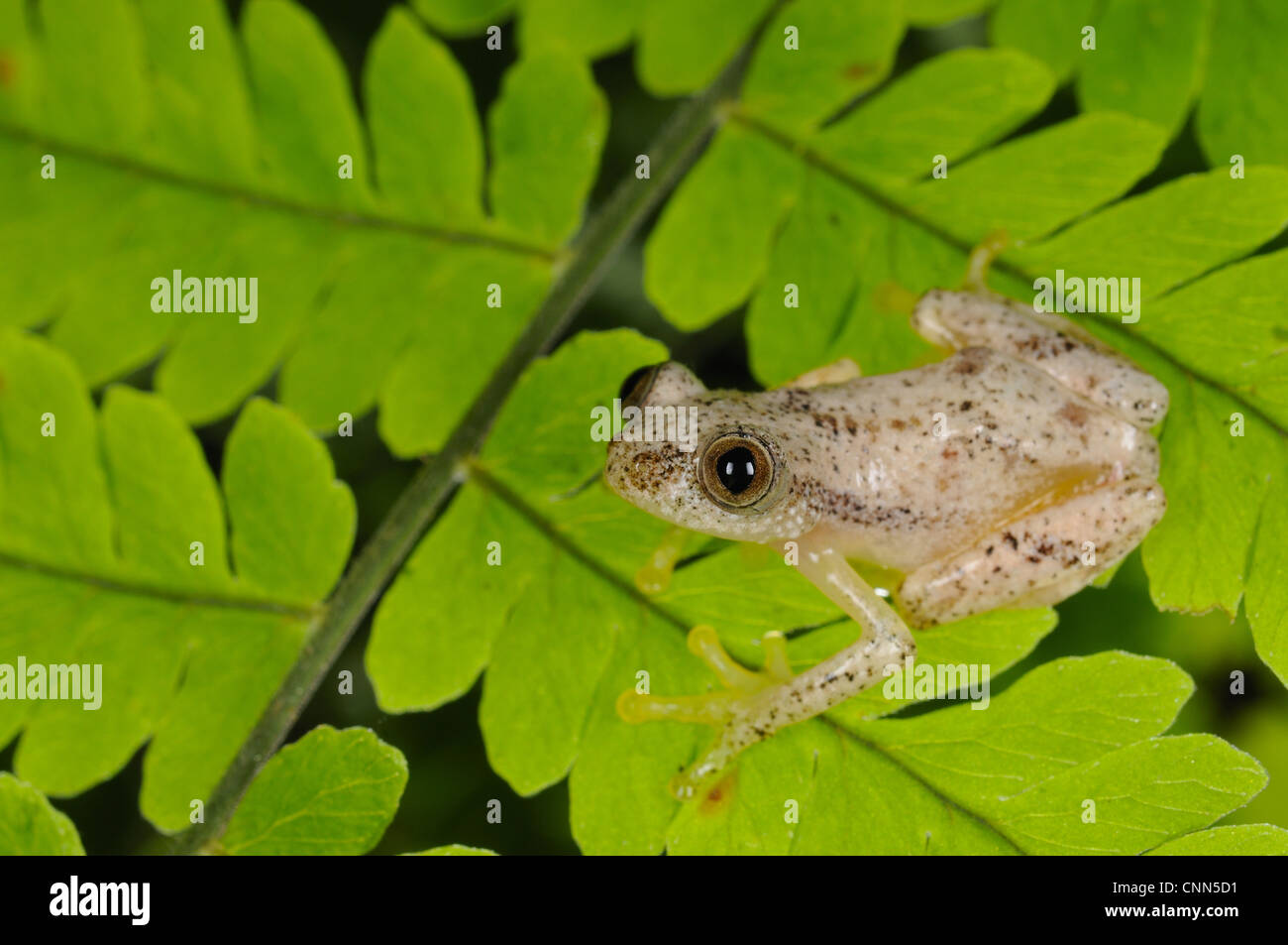 Banana liberiana (Rana Afrixalus laevis) adulto, seduti sulle foglie nella foresta pluviale montane, Nyungwe Foresta N.P., Ruanda, dicembre Foto Stock