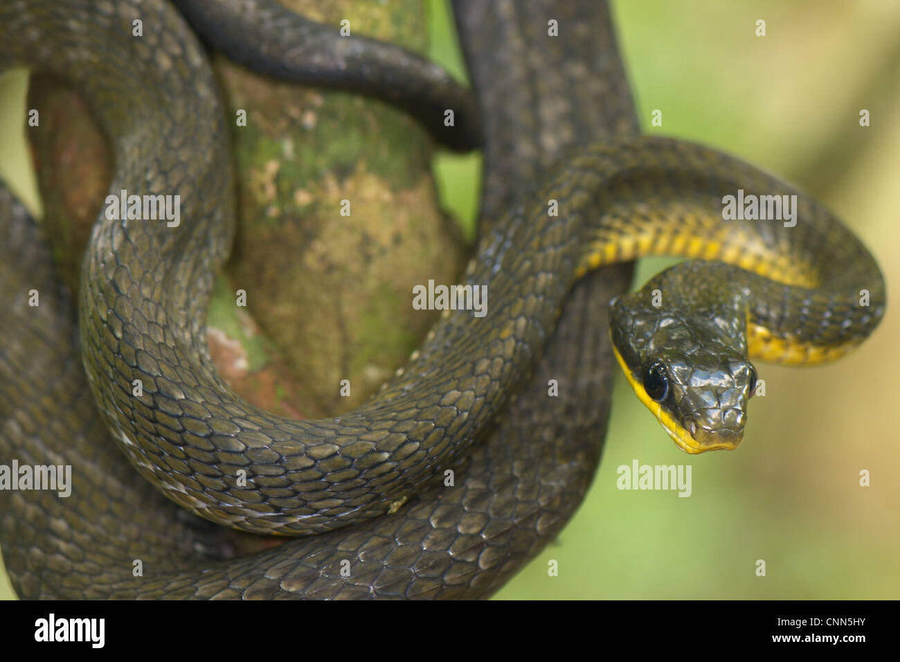Oliva Chironius Whipsnake fuscus adulto ramo avvolto a spirale la foresta tropicale Los Amigos stazione biologica di Madre de Dios Amazzonia Perù Foto Stock