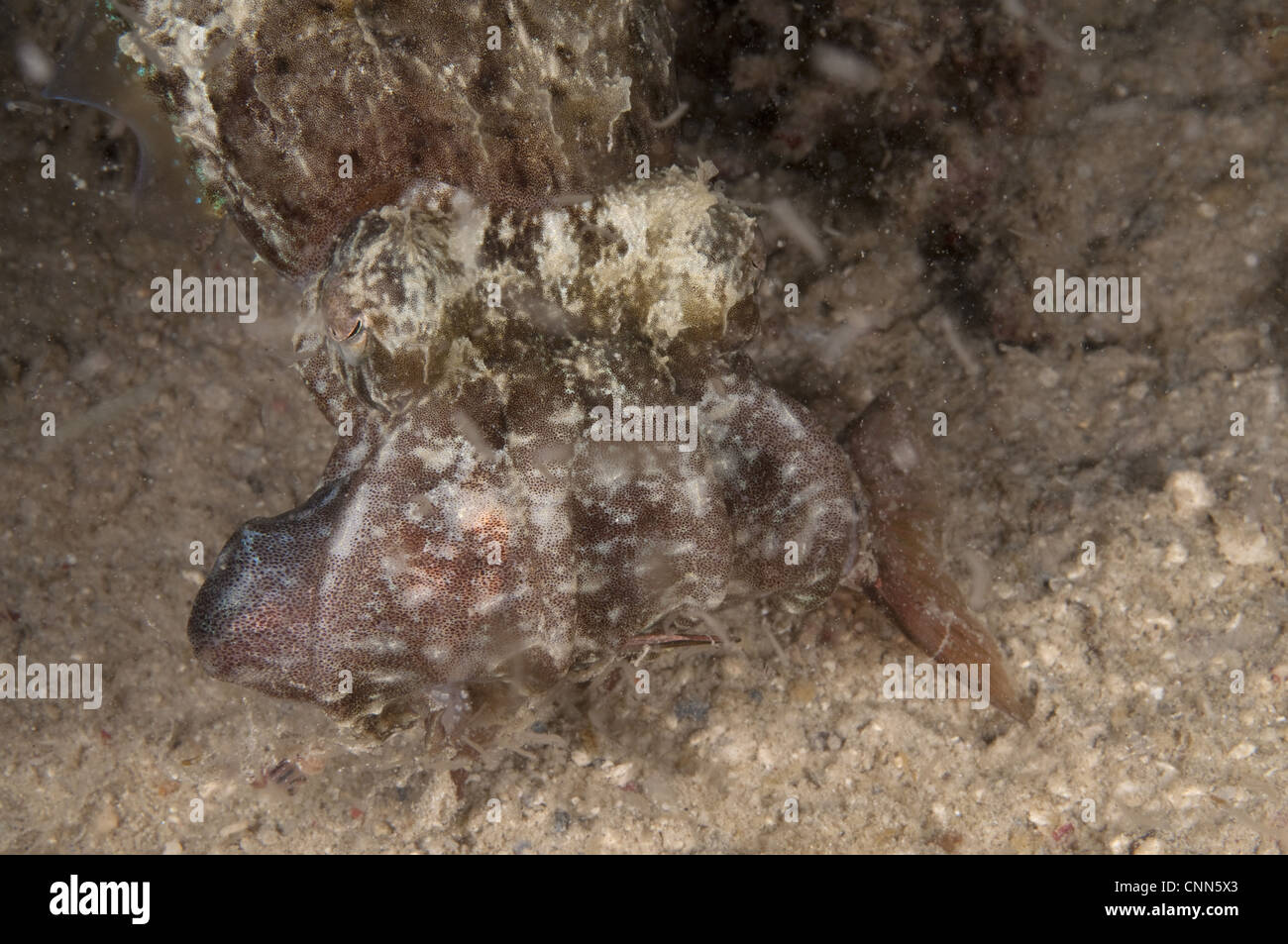 Broadclub Seppie (Sepia latimanus) adulto, alimentazione con pesce pescato in tentacoli, Mabul Island, Sabah Borneo, Malaysia Foto Stock