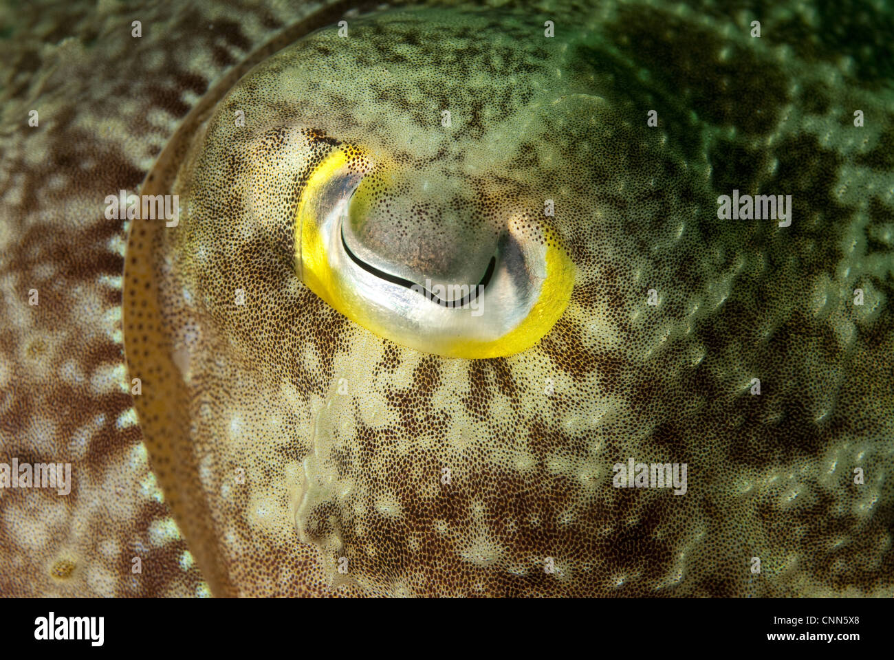 Broadclub Seppie (Sepia latimanus) adulto, close-up di occhio, Siamil Island, Sabah Borneo, Malaysia Foto Stock