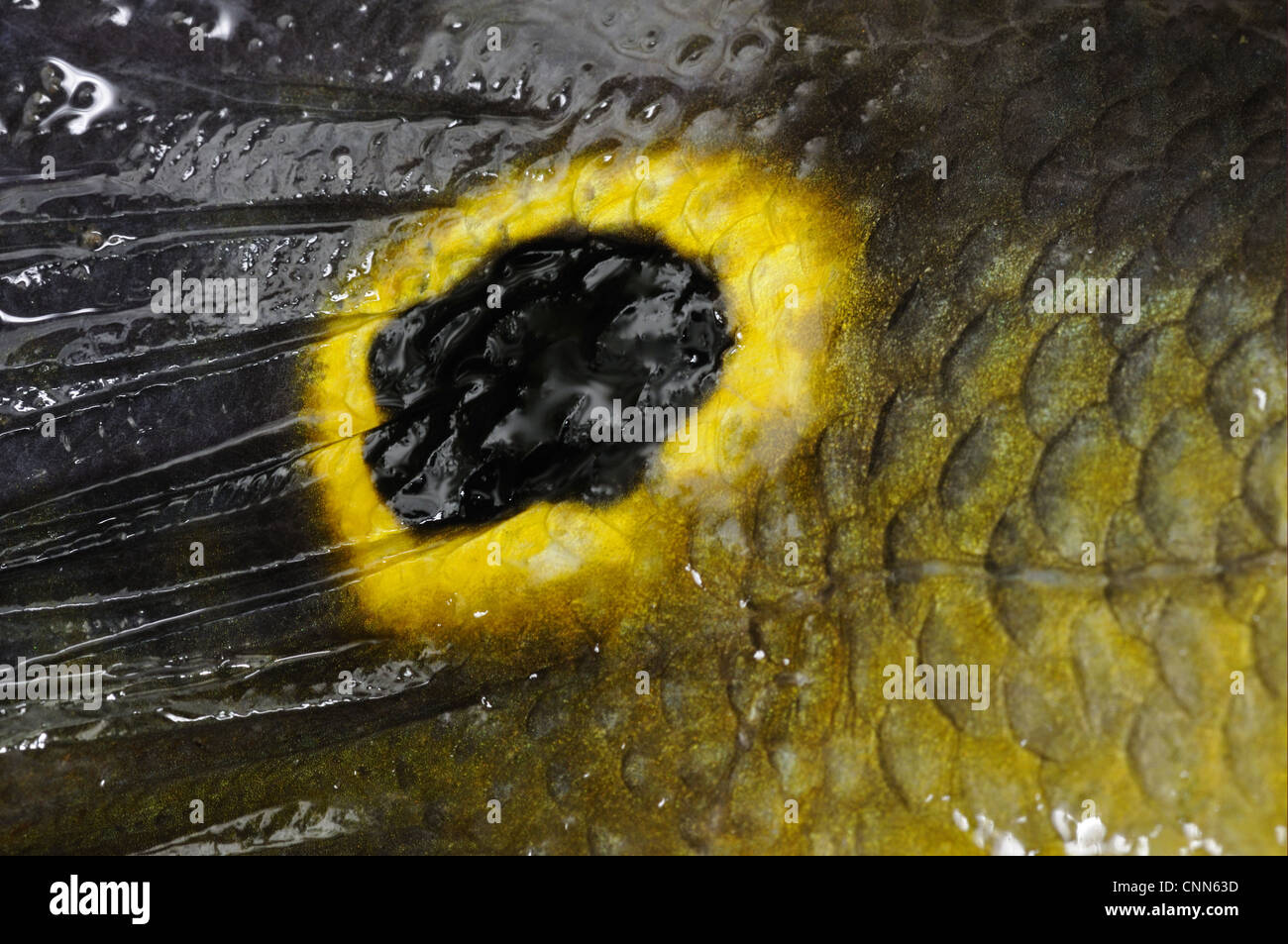 Peacock Bass (Cichla ocellaris) adulto, close-up di eyespot sulla coda, fiume Rupununi, Guyana Foto Stock