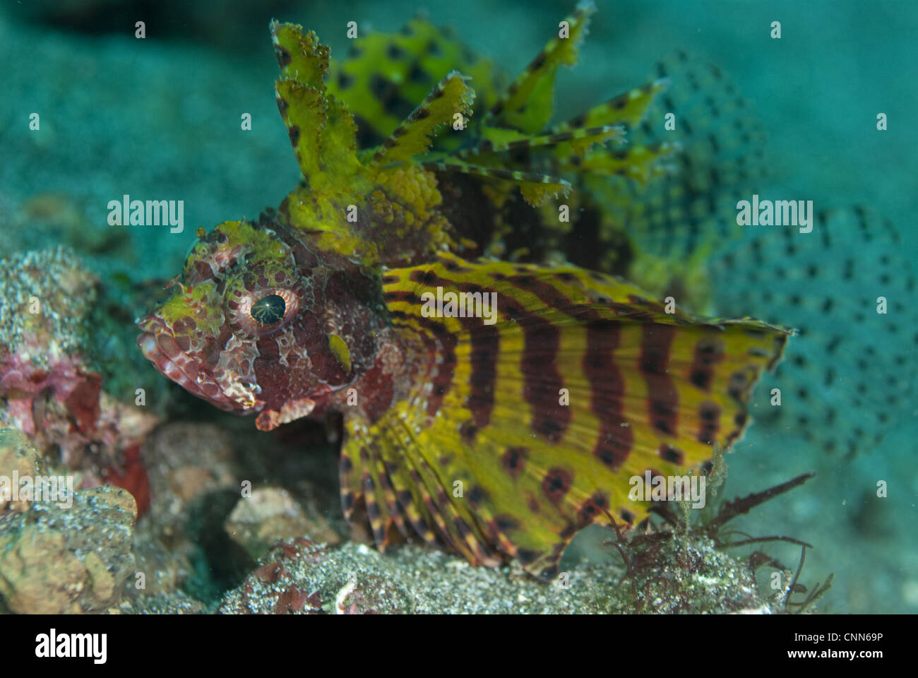 Leone Illex (Dendrochirus brachypterus) adulto, Lembeh Island, isola di Sulawesi, Indonesia Foto Stock