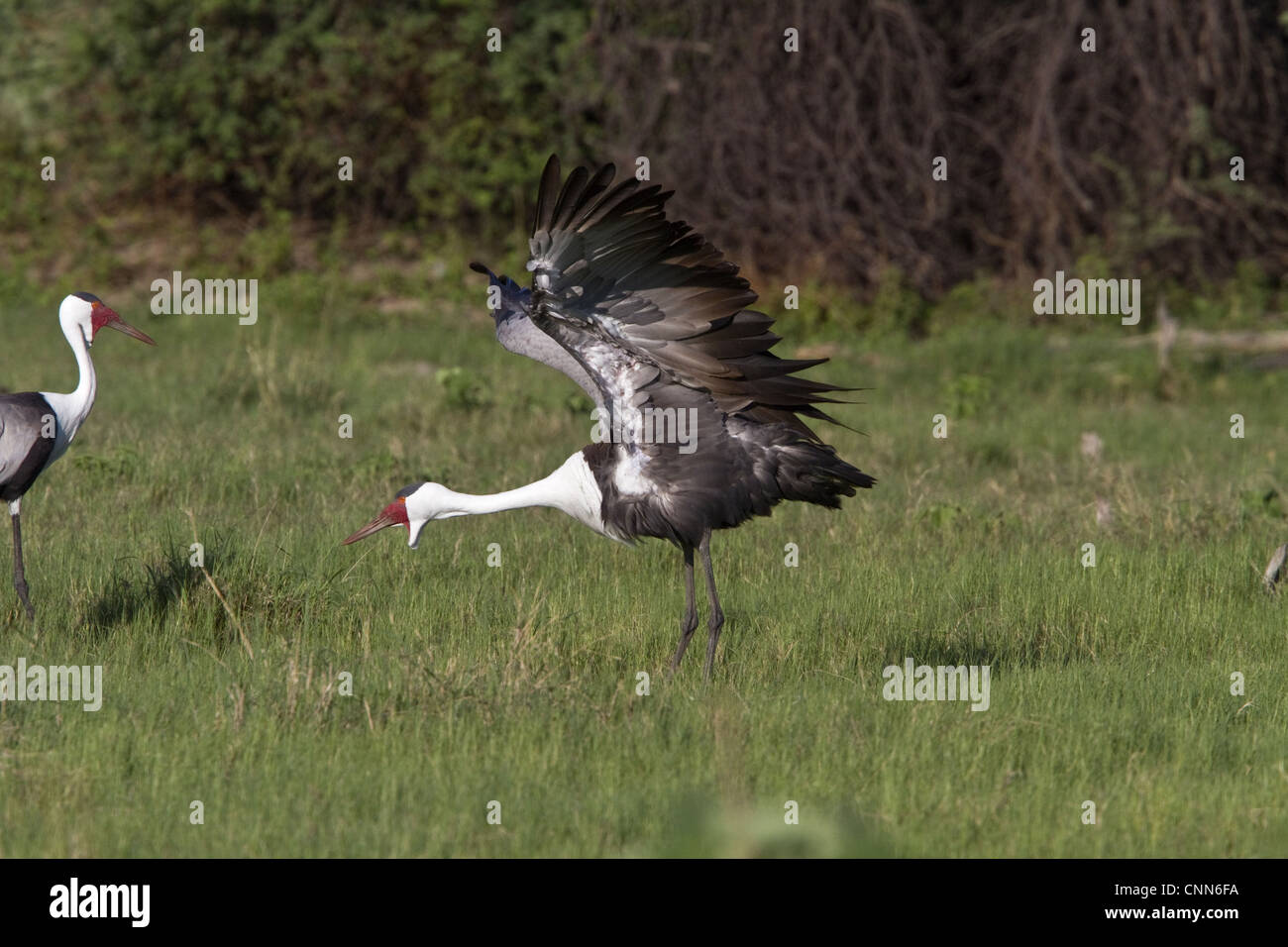 Wattled gru vicino Kwara Bostwana. Una specie in via di estinzione. Foto Stock