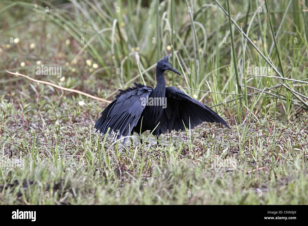 Il nero Heron interessante metodo di caccia denominato tettoia # di alimentazione utilizza le ali come ombrello utilizza ombra crea per attirare il pesce. Foto Stock
