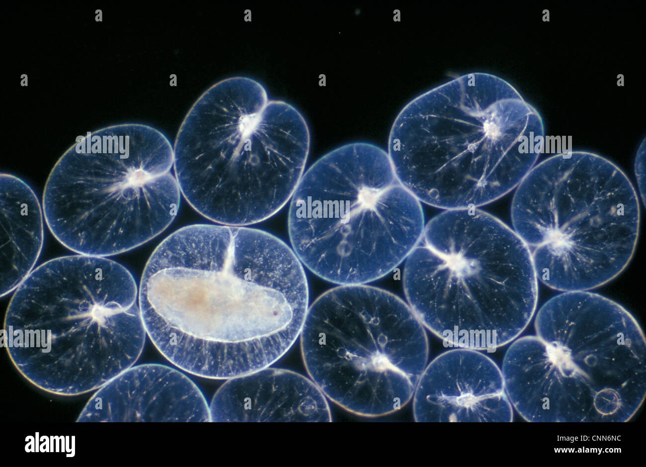 Pl'ton -(Noctiluca scintillans) gruppo / uno con ingerito copepod / x12 Foto Stock