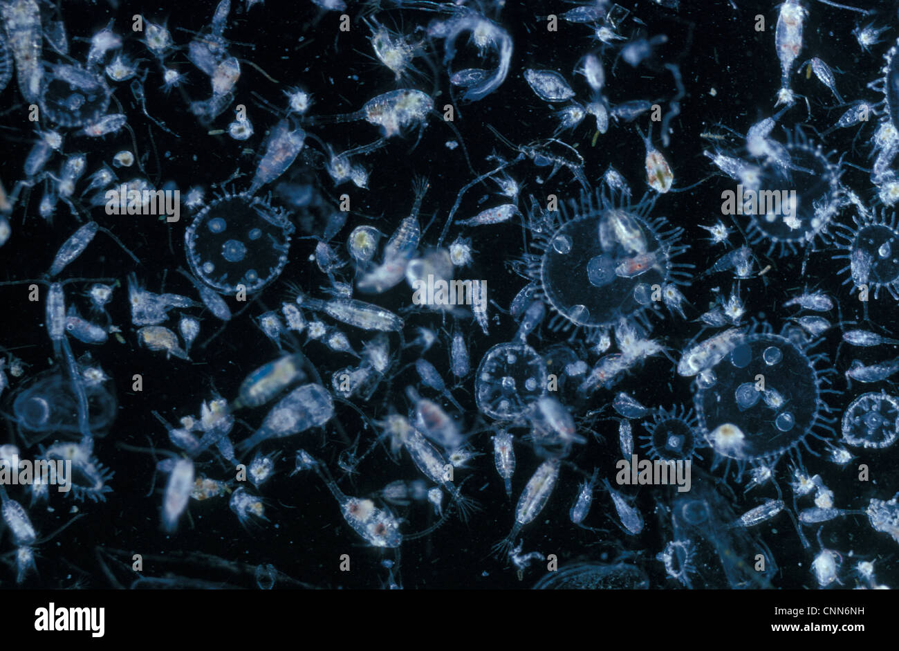 Plankton-Zooplankton autunno.che mostra vari copepods, cirupede nauplii e obelia medusal. FL006800 Foto Stock