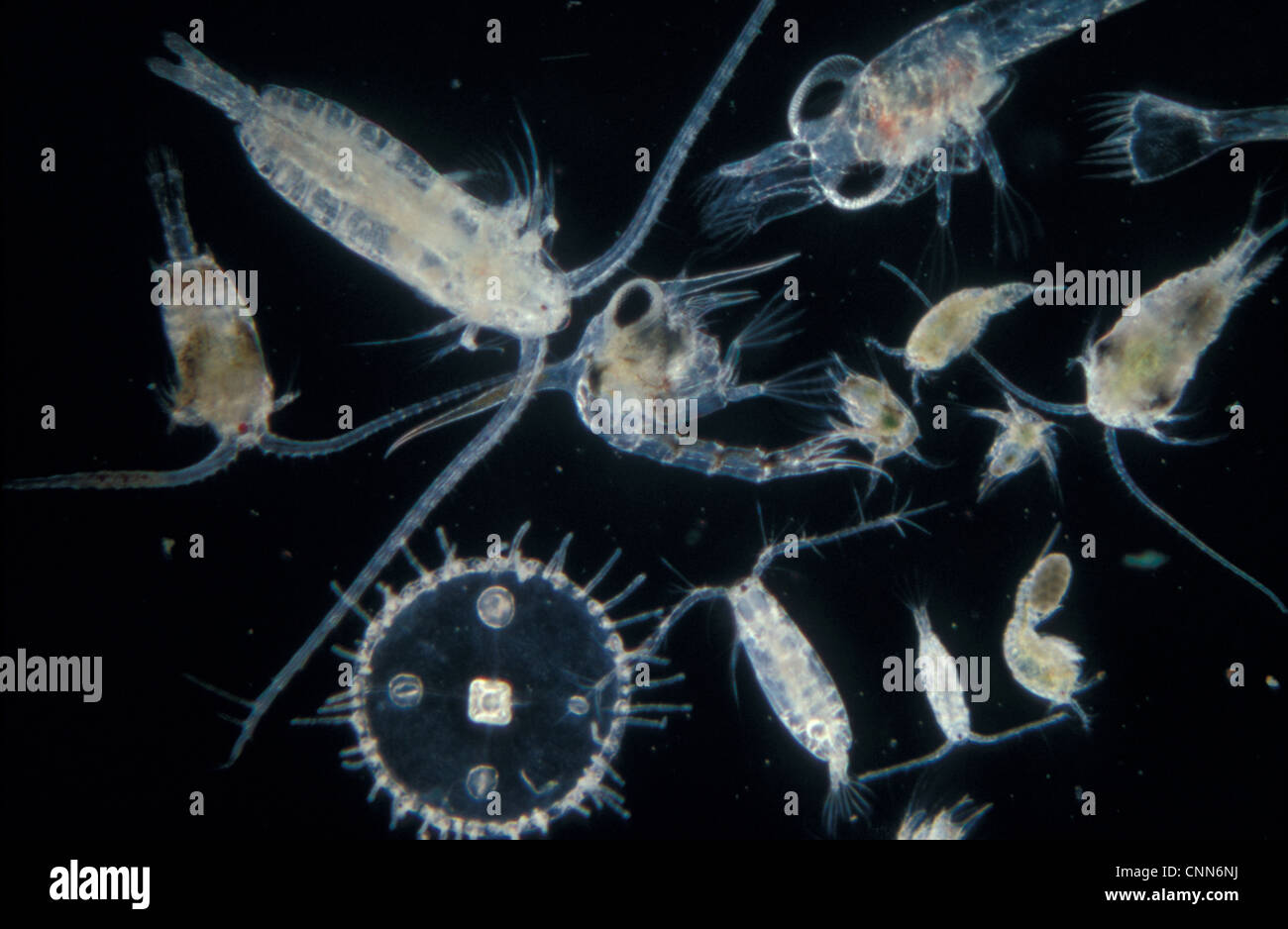 Plankton-Zooplankton (Autunno) Cofepods (Calanus, Centro- pagine, Acartia, Temora ecc.) Foto Stock