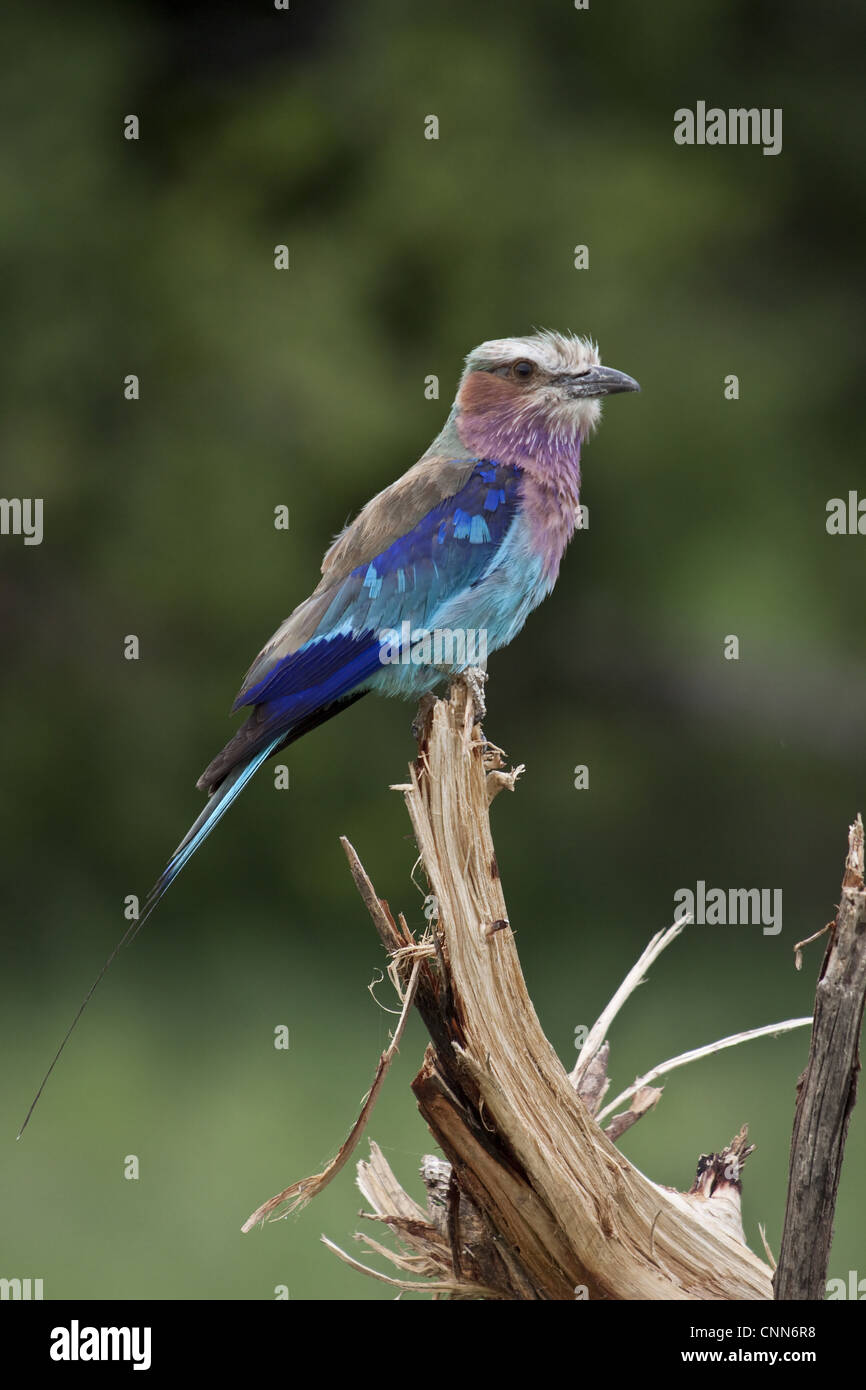 Il lilla-rullo contraffacciate Coracias caudatus stati rullo uccelli della famiglia ampiamente distribuito in Africa sub-sahariana Foto Stock