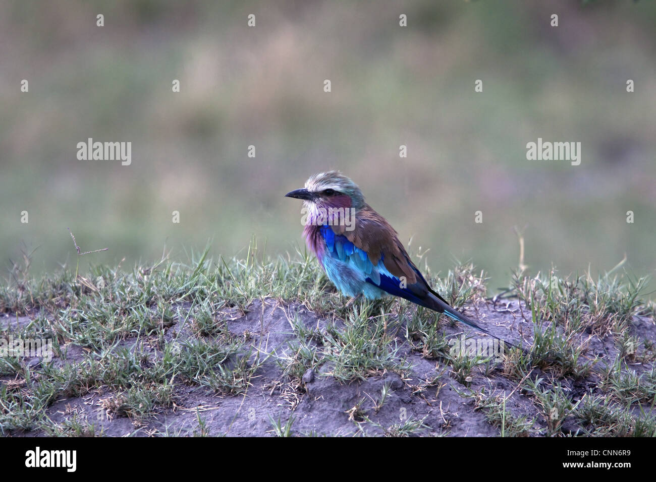 Il lilla-rullo contraffacciate Coracias caudatus stati rullo uccelli della famiglia ampiamente distribuito in Africa sub-sahariana Foto Stock