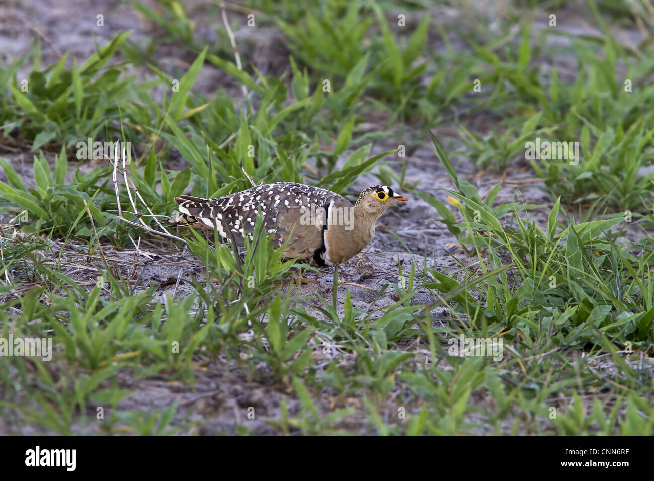 Doppio maschio sandgrouse nastrati - Botswana Foto Stock