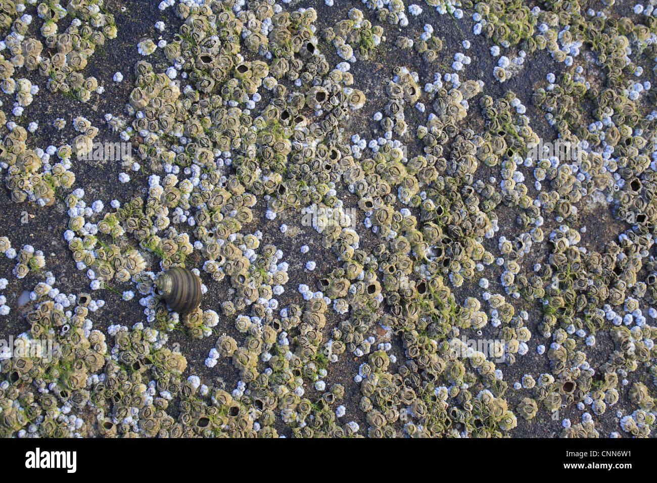 Acorn Barnacle (Semibalanus balanoides) massa, sulle rocce esposte a bassa marea, Bembridge, Isle of Wight, Inghilterra, giugno Foto Stock