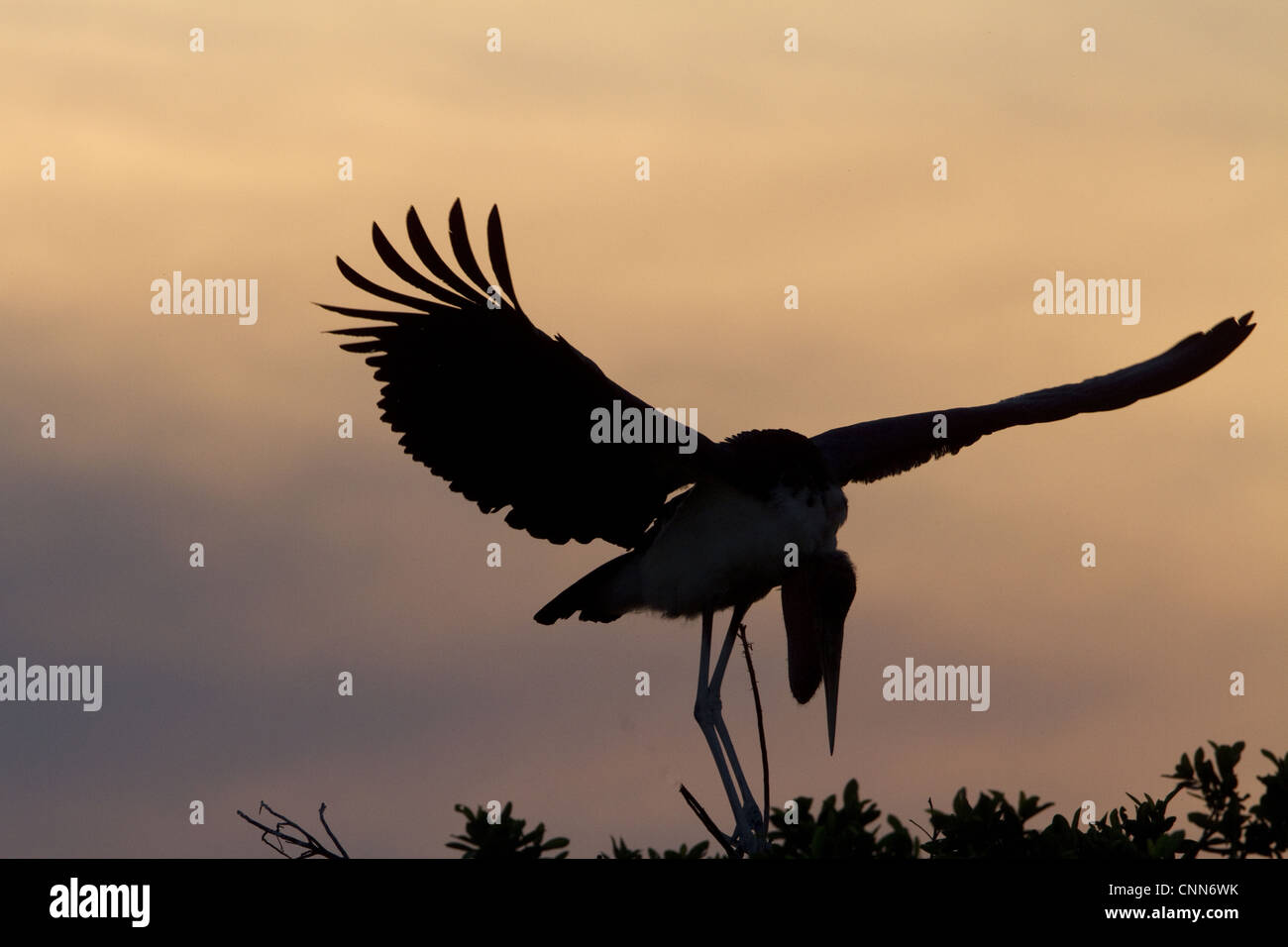 Il Marabou cicogne sun impostare Okavango Delta Botswana Marabou's sono grandi trampolieri cicogna famiglia Ciconiidae razze Sud Africa Foto Stock