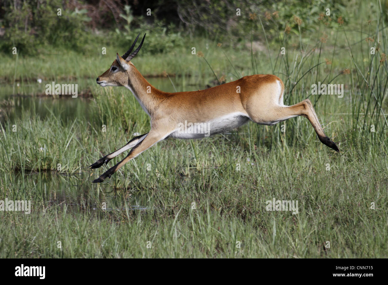 Esecuzione maschio rosso Lechwe Okavango Delta vicino Kwara Lechwe si trovano le zone paludose dove mangiano piante acquatiche che utilizzano Foto Stock