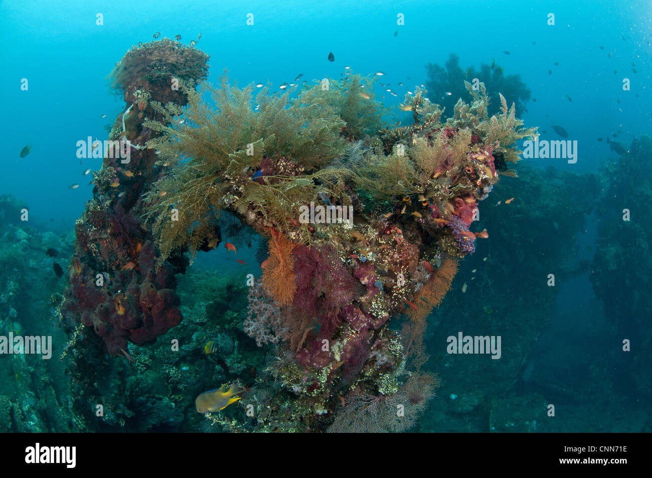 Pesci che nuotano intorno a coral incrostati di naufragio, relitto Liberty, Tulamben, Bali, Lesser Sunda Islands, Indonesia Foto Stock