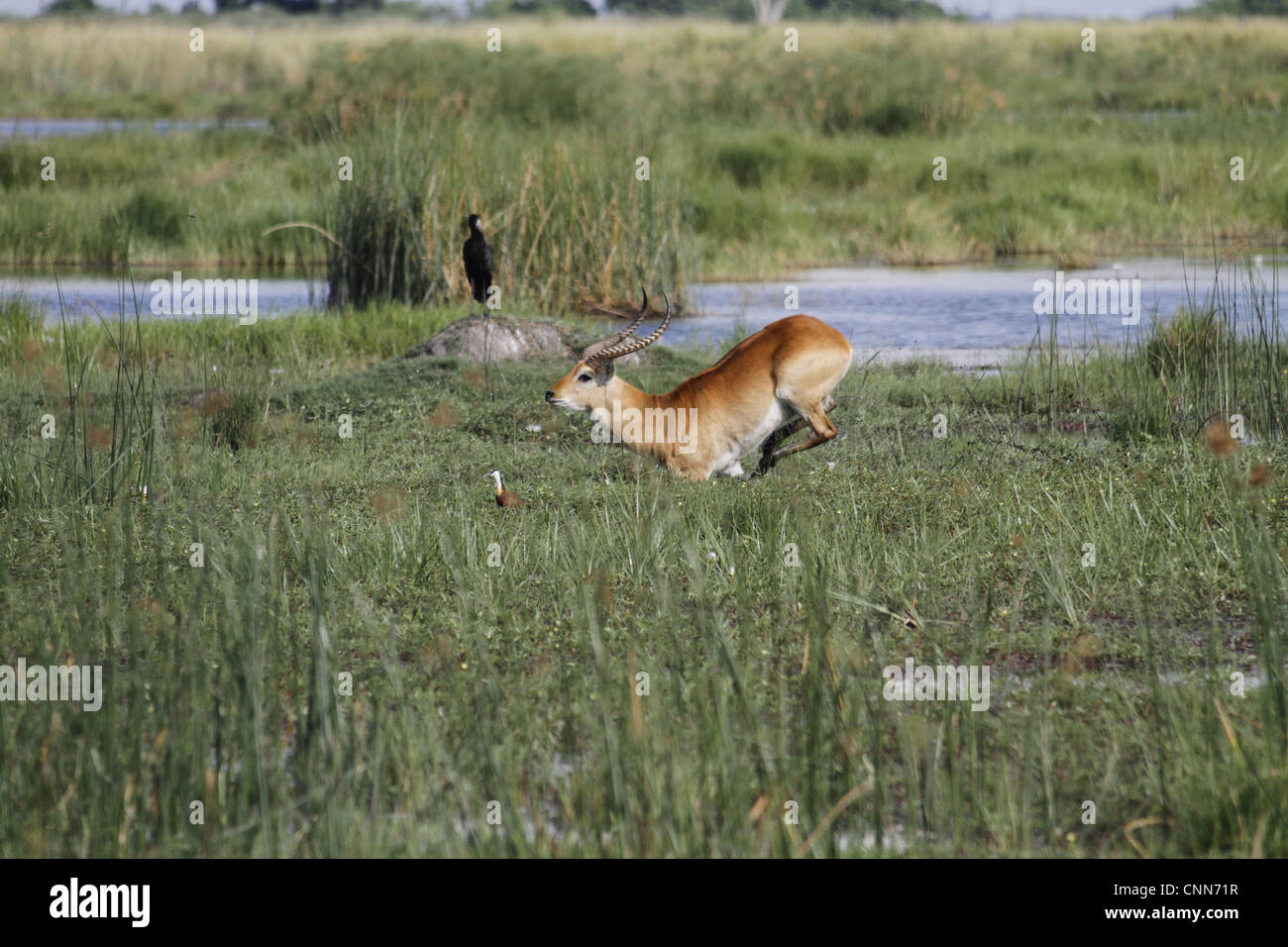 Maschio Lechwe rosso acceso Okavango Delta vicino Kwara Lechwe si trovano le zone paludose dove mangiano piante acquatiche che utilizzano Foto Stock
