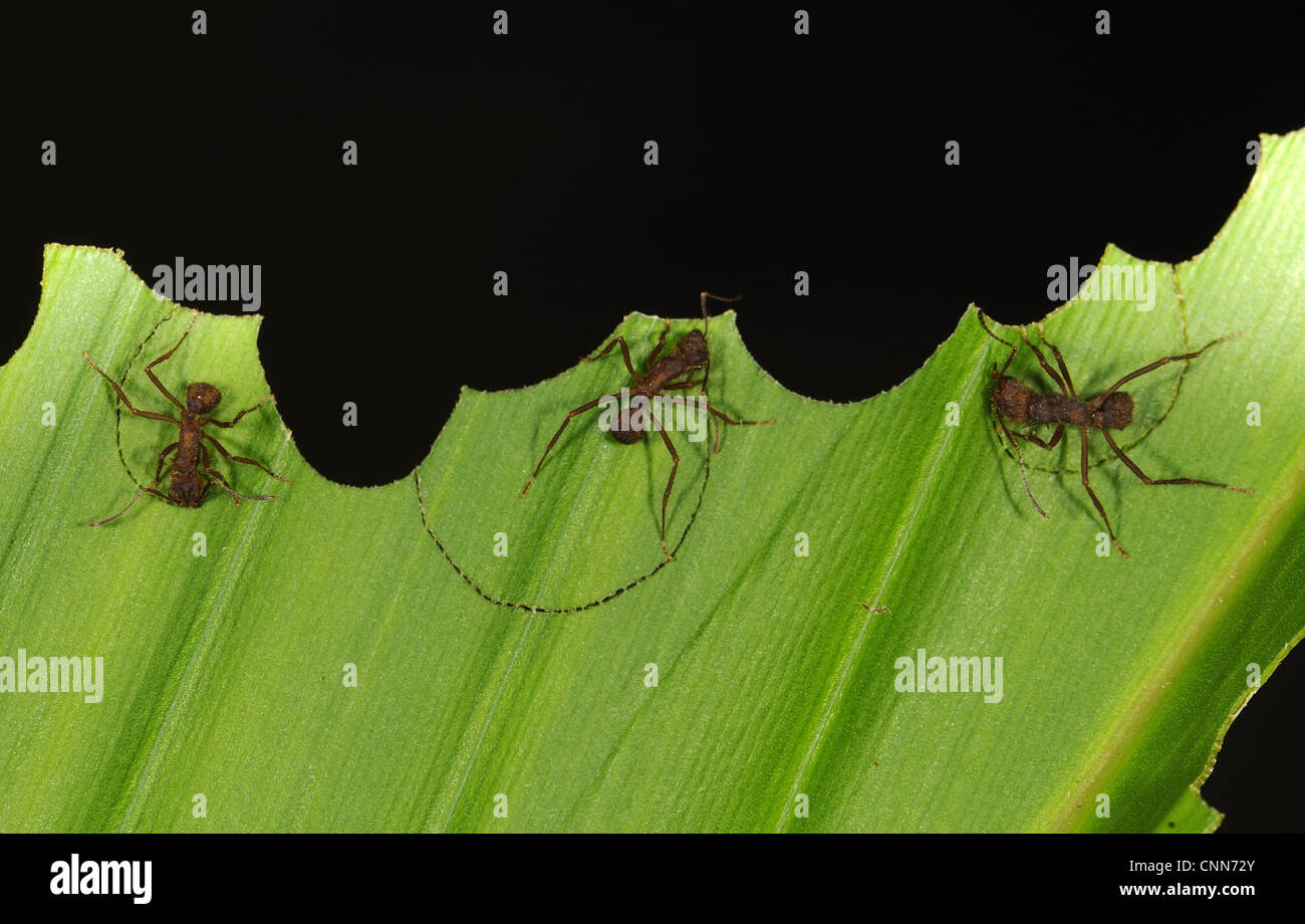 Leafcutter Ant (Atta sp.) tre adulti, segmenti di taglio fuori della foglia, Yasuni N.P., Amazon, Ecuador Foto Stock