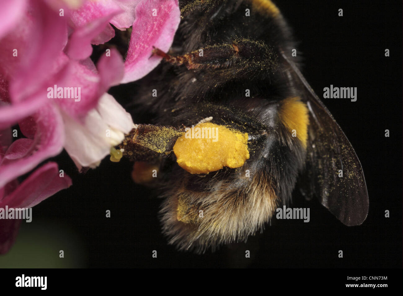 Bumblebee Apidae sp. adulti close-up completo di polline sac zampe posteriori utilizzati pettine di polline di sacche di polline dopo la visita di fiori Foto Stock