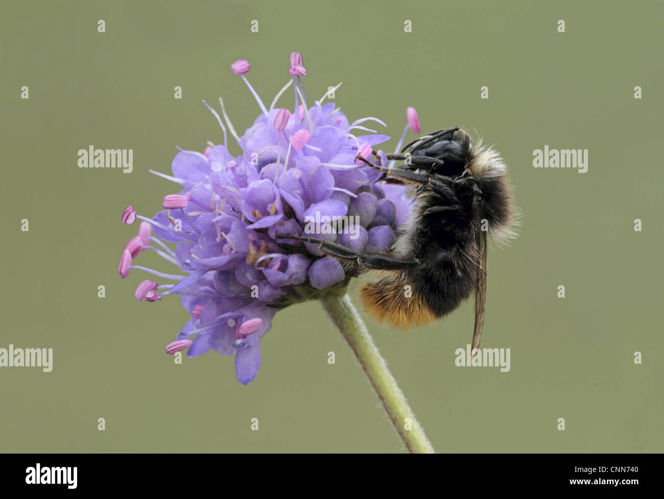 Grande rosso-tailed Bumblebee Bombus lapidarius adulto Devil's Bit Scabious Succisa pratensis flowerhead Leicestershire in Inghilterra Foto Stock