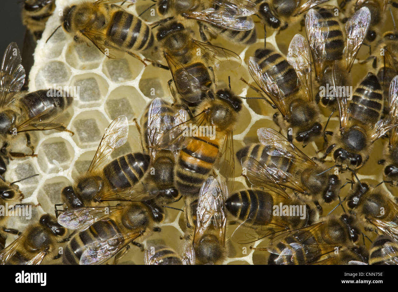 Western miele delle api (Apis mellifera) regina con i lavoratori di sesso femminile, sul pettine all'interno di alveare, Norfolk, Inghilterra, luglio Foto Stock