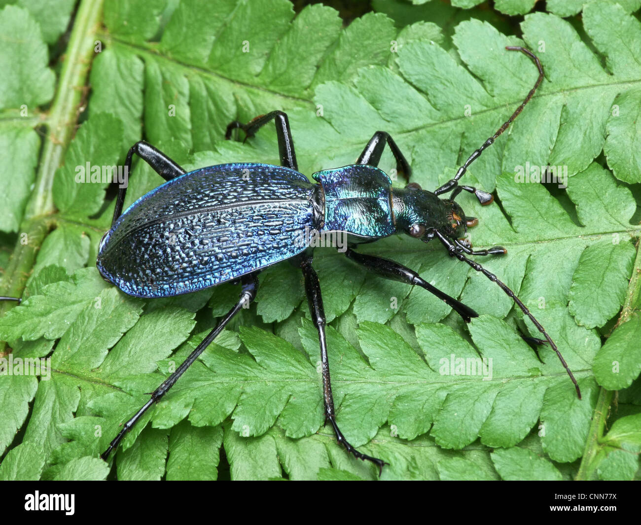 Massa blu Beetle (Carabus intricatus) adulto, in appoggio sulle fronde di felce, Valle Cannobina, Piemonte, Italia settentrionale, luglio Foto Stock