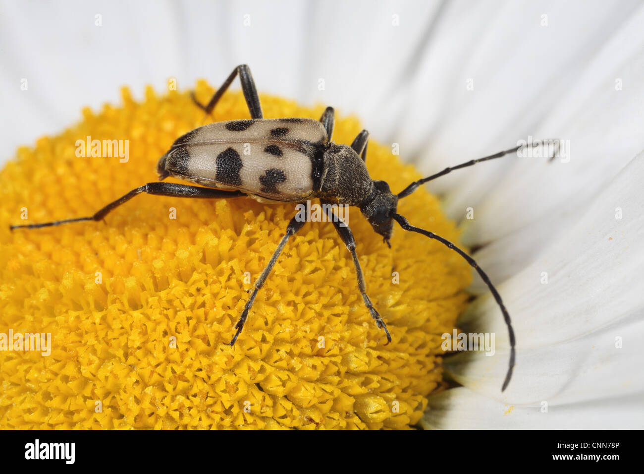 Chiazzato Longhorn Beetle Pachytodes cerambyciformis adulto alimentazione su Margherita occhio di bue Leucanthemum vulgare flower Powys Galles giugno Foto Stock