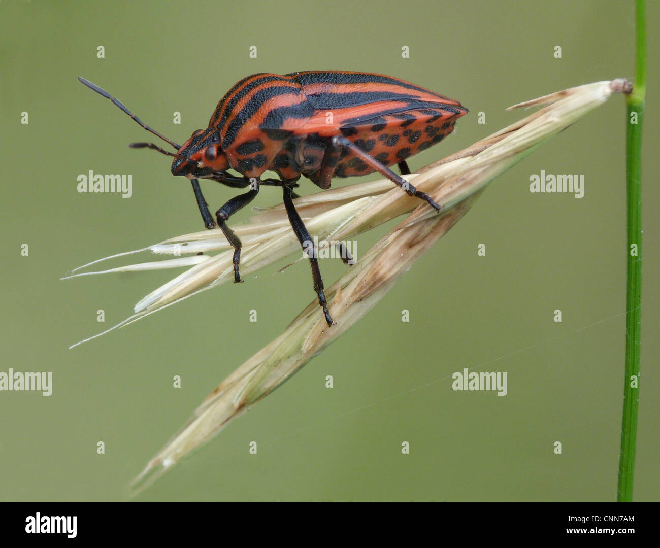 Rosso-nero Shieldbug striato (Graphosoma italicum) adulto, poggiante su erba, Valle Cannobina, Piemonte, Italia settentrionale, luglio Foto Stock