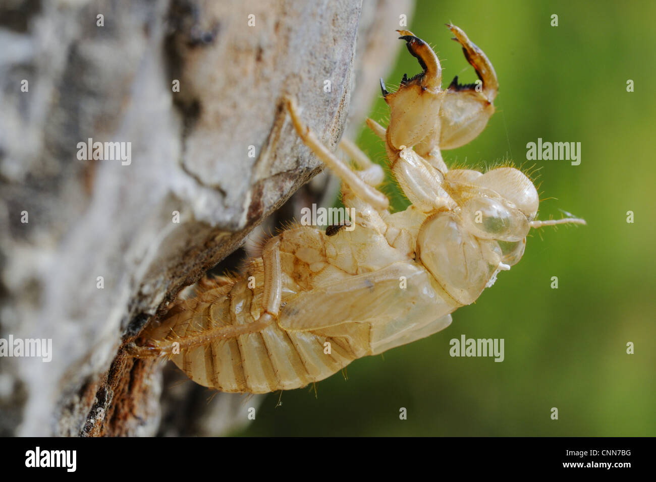 Cicala (Cicala orni) exuvium, vuoto nymphal pelle, Italia, Luglio Foto Stock