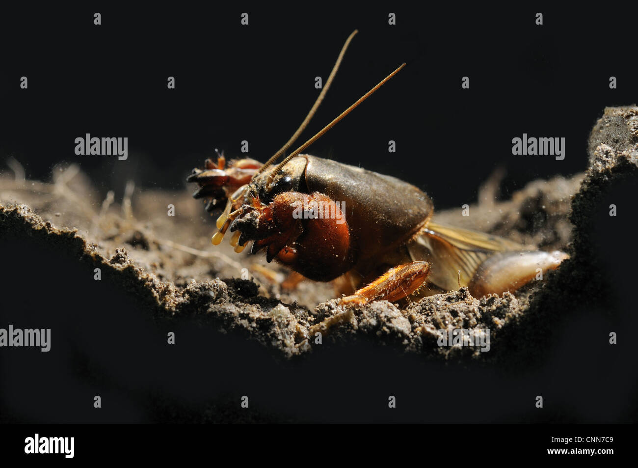 Unione Mole Cricket (Gryllotalpa gryllotalpa) adulto, emergente dal nido di notte, Italia, Maggio Foto Stock