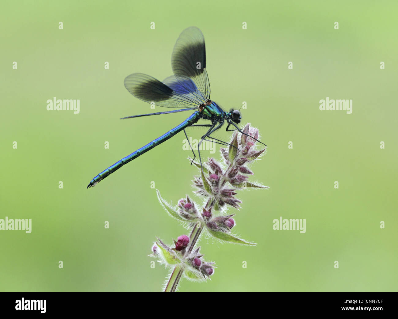 Nastrare Demoiselle Calopteryx splendens maschio adulto in appoggio Marsh Woundwort Stachys palustris flowerhead Leicestershire in Inghilterra Foto Stock