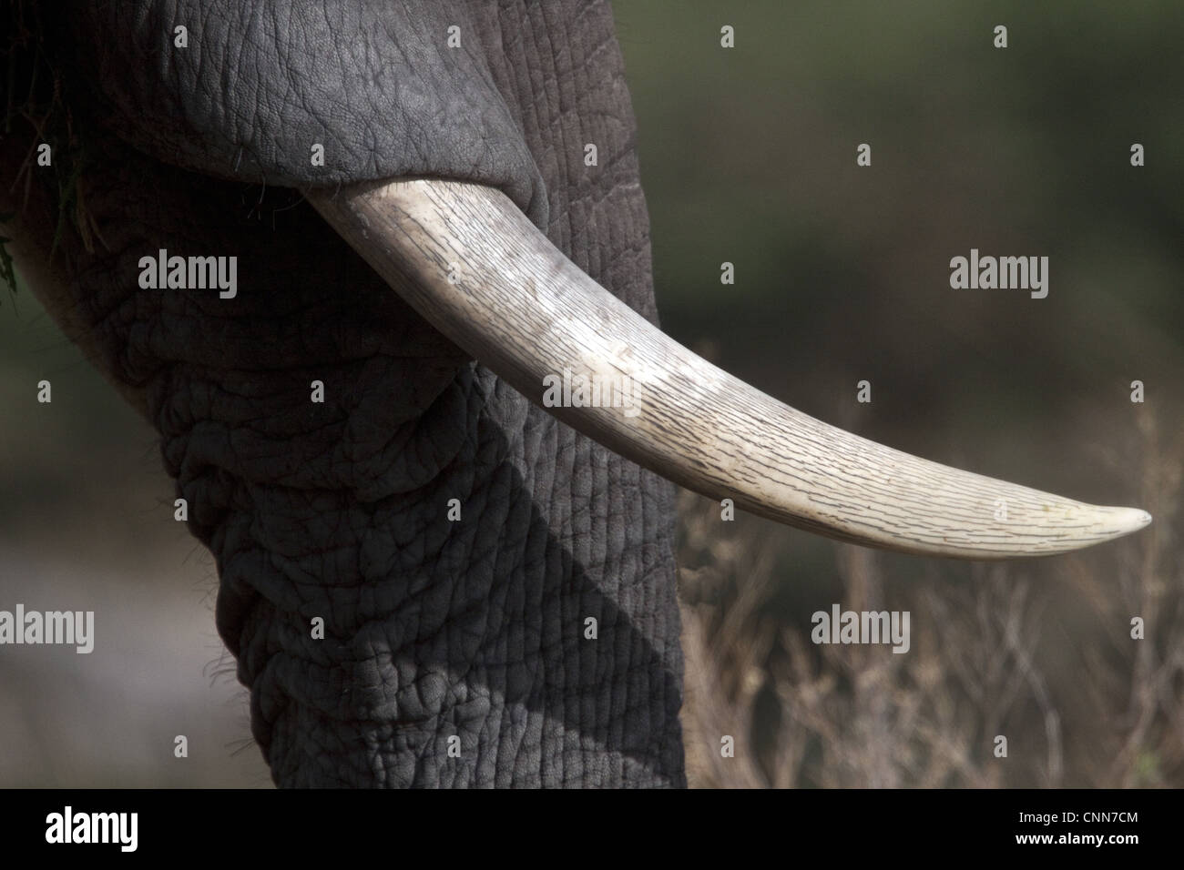 La zanna di avorio di elefante africano dal Botswana. Foto Stock