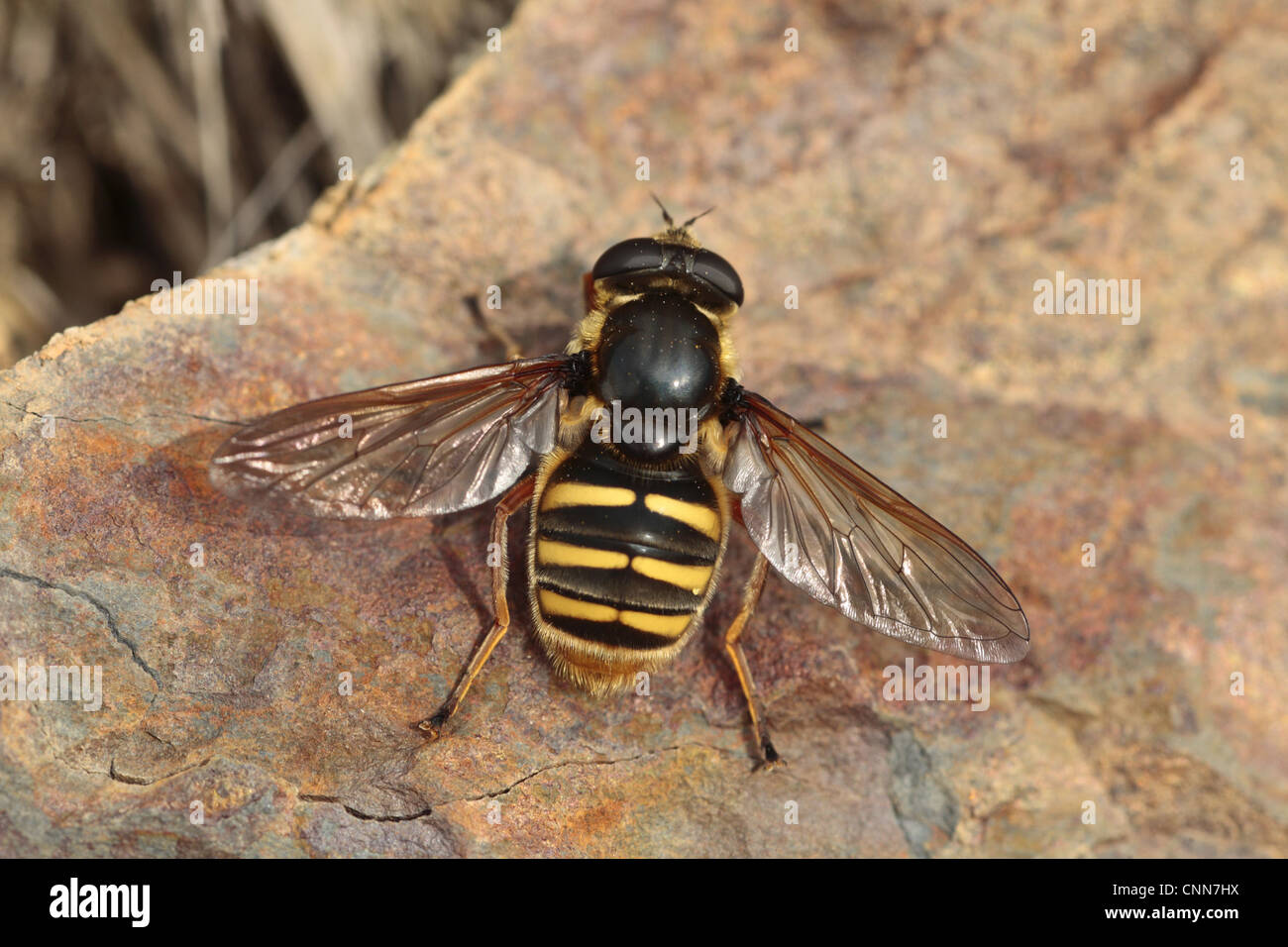 Hoverfly (Sericomyia silentis) femmina adulta, crogiolarvi al sole su una roccia, POWYS, GALLES, settembre Foto Stock