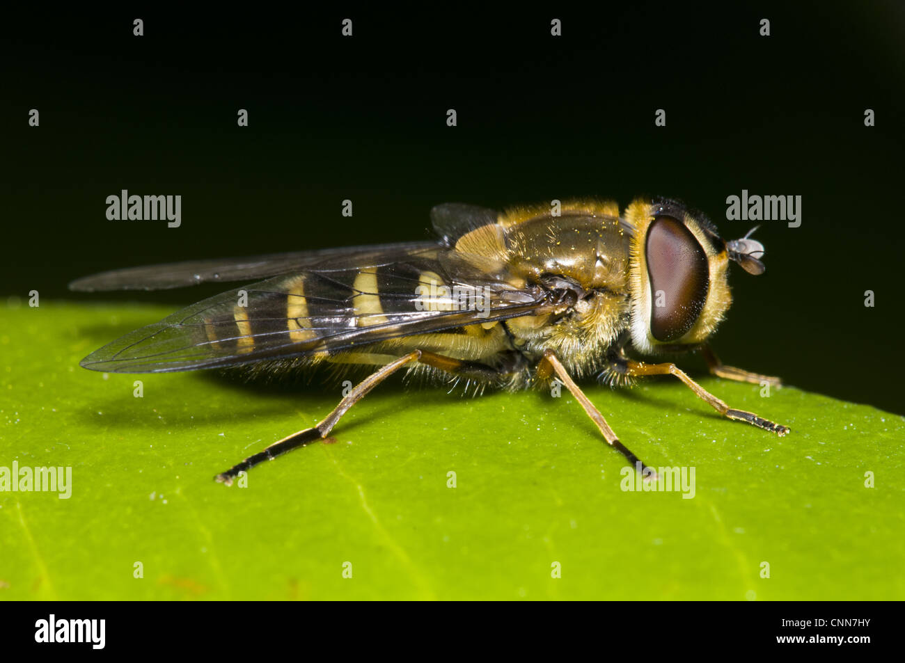 Wasp-imitare Hoverfly (Syrphus vitripennis) adulto, in appoggio sulla lamina, Belvedere, Kent, Inghilterra, marzo Foto Stock