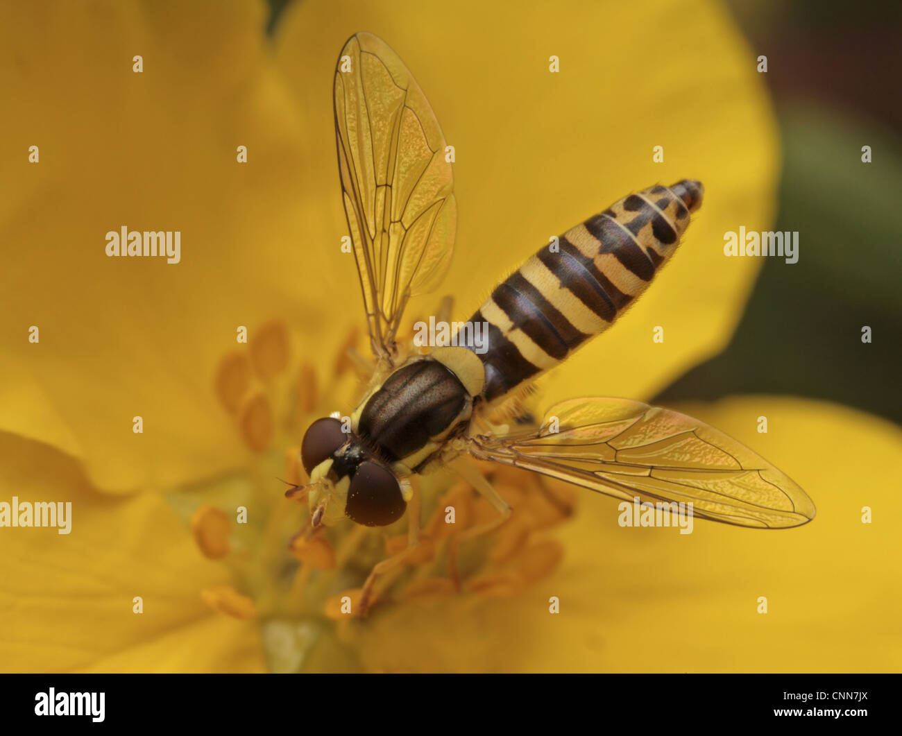 Hoverfly lungo (Sphaerophoria scripta) adulto, alimentazione su potentilla fiore, Leicestershire, Inghilterra, Agosto Foto Stock