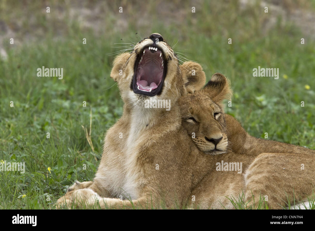 Giovani Lion scatta a mosche Foto Stock