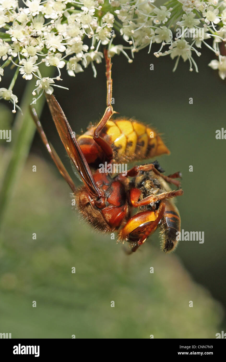 Unione Hornet (Vespa crabro) adulto, alimentazione su bee, Whitlingham, il Parco Nazionale Broads del Norfolk, Inghilterra, settembre Foto Stock