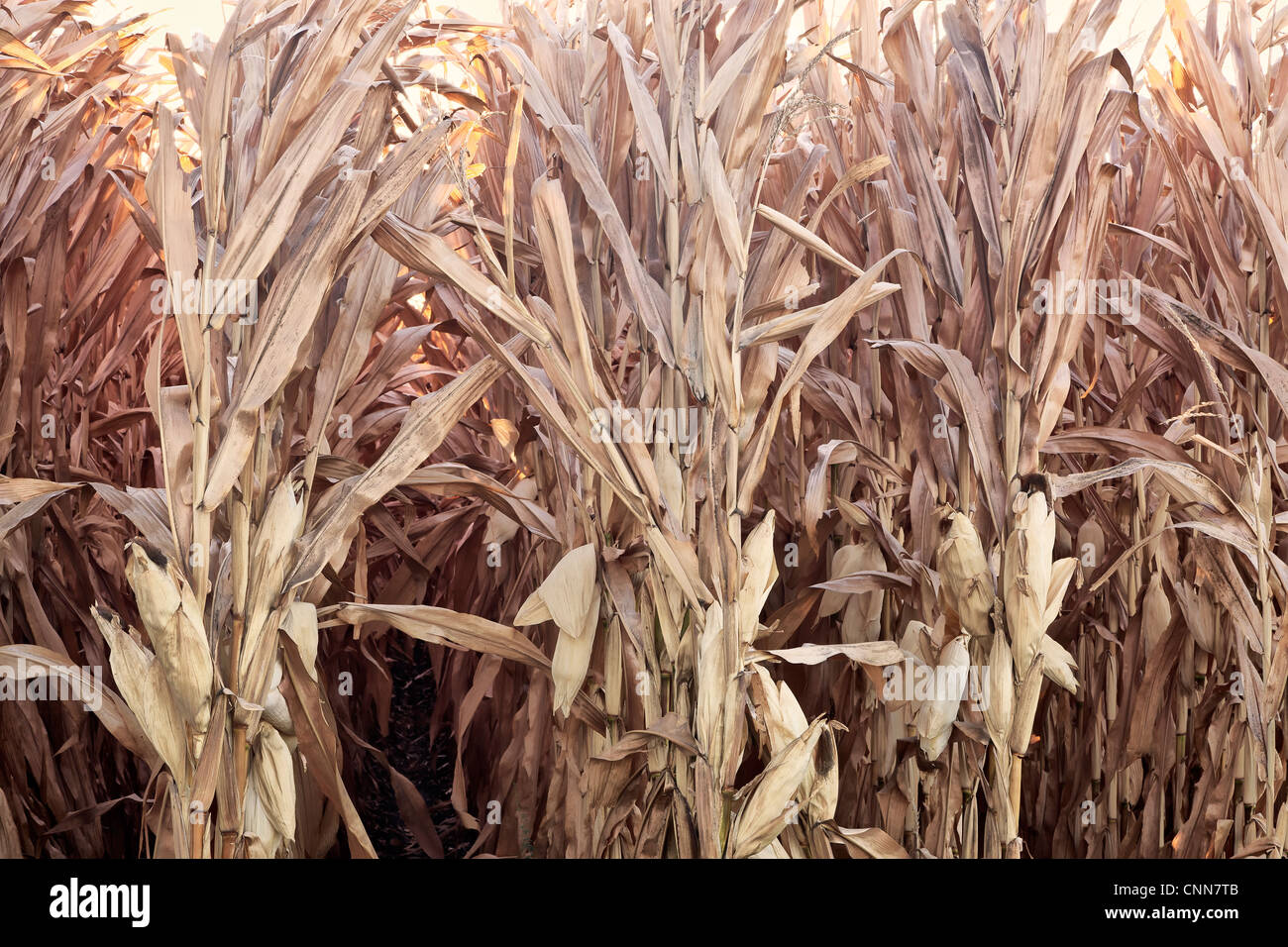 Campo di grano, gambi secchi. Foto Stock