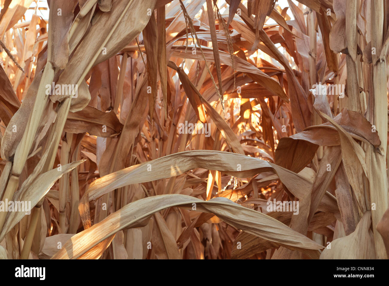 Campo di grano, gambi secchi. Foto Stock