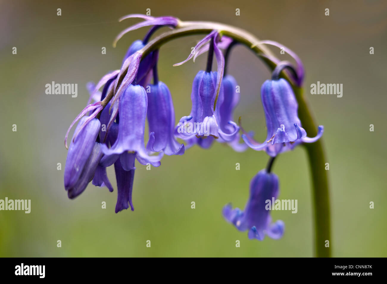 Una chiusura di un inglese Bluebell flower Foto Stock