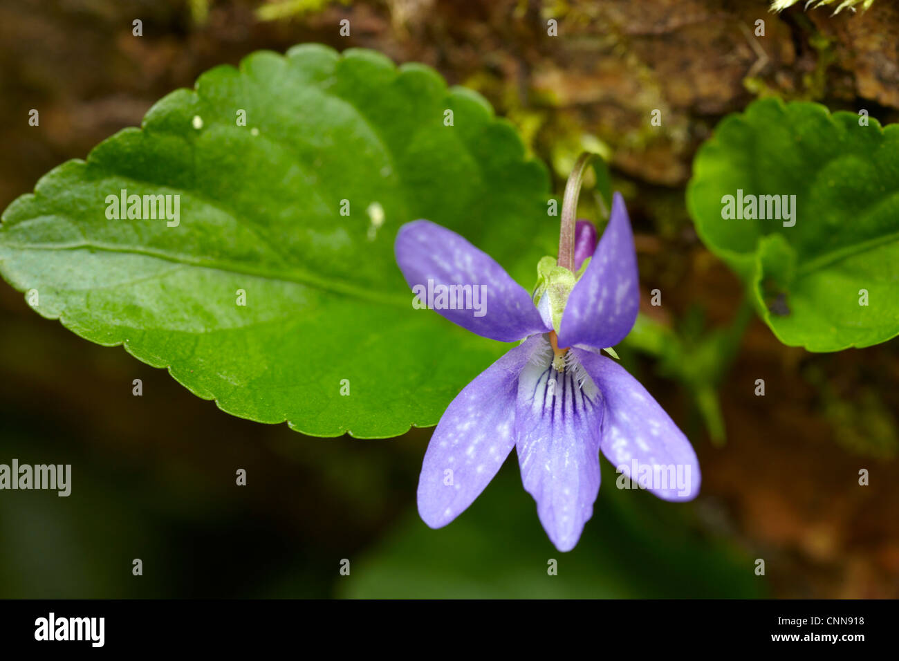 Inizio cane viola, viola reichenbachiana, crescendo in Galles del Sud di bosco di latifoglie. Foto Stock