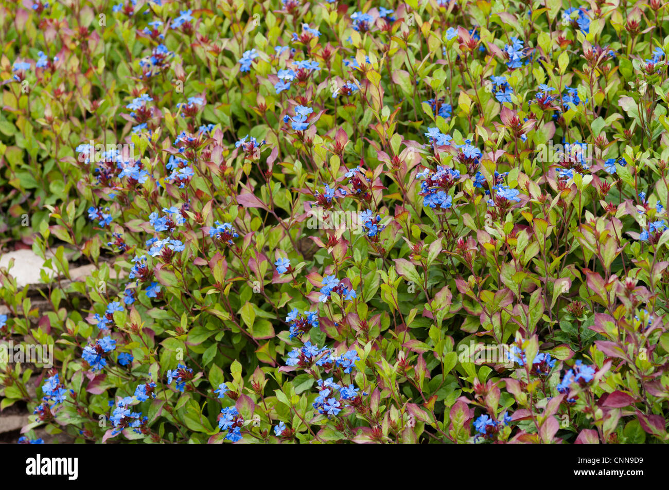 CERATOSTIGMA PLUMBAGINOIDES Foto Stock