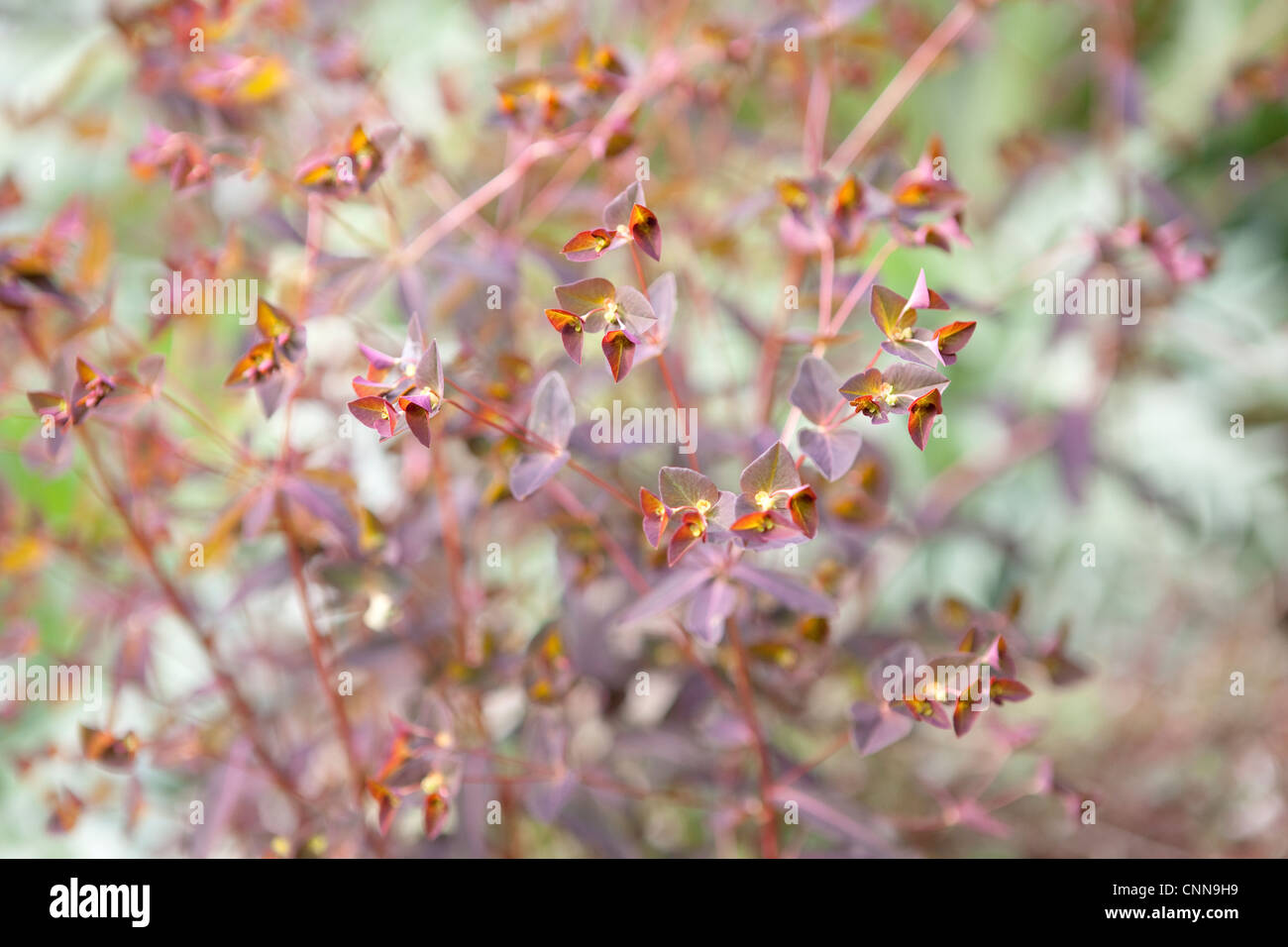 Euphorbia amygdaloides purpurea Foto Stock