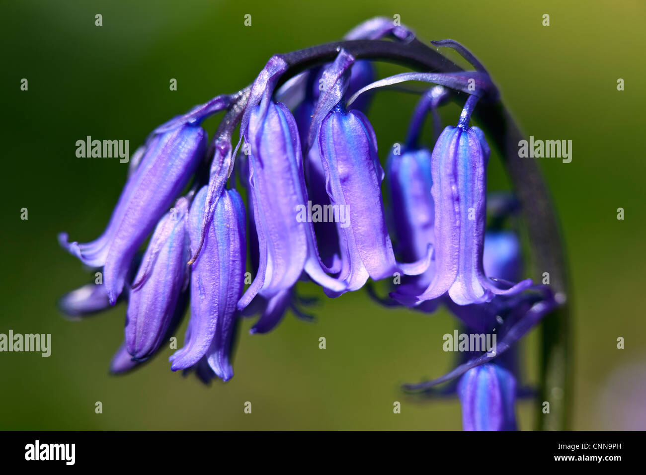 Una chiusura di un inglese Bluebell flower Foto Stock