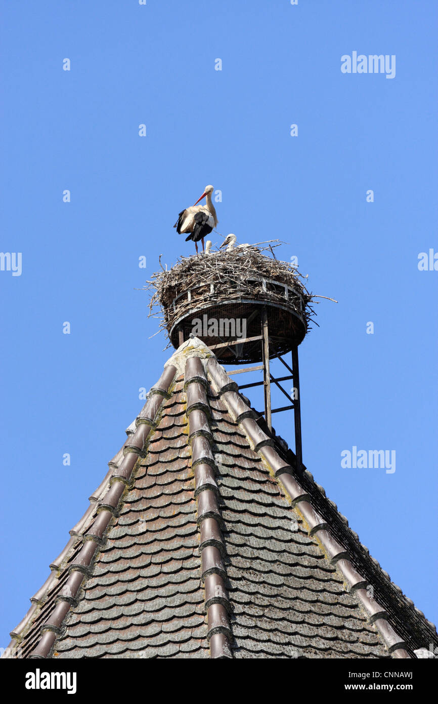 Cicogna europea Ciconia ciconia ciconia su un nesting artificiale piattaforma nidi nido su un tetto della chiesa Bergheim Alsace Francia Foto Stock