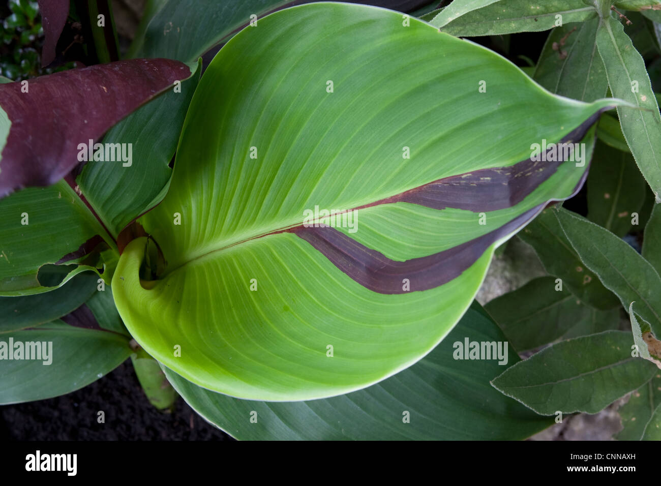 Canna cleopatra chimera close up foglie dettaglio Foto Stock