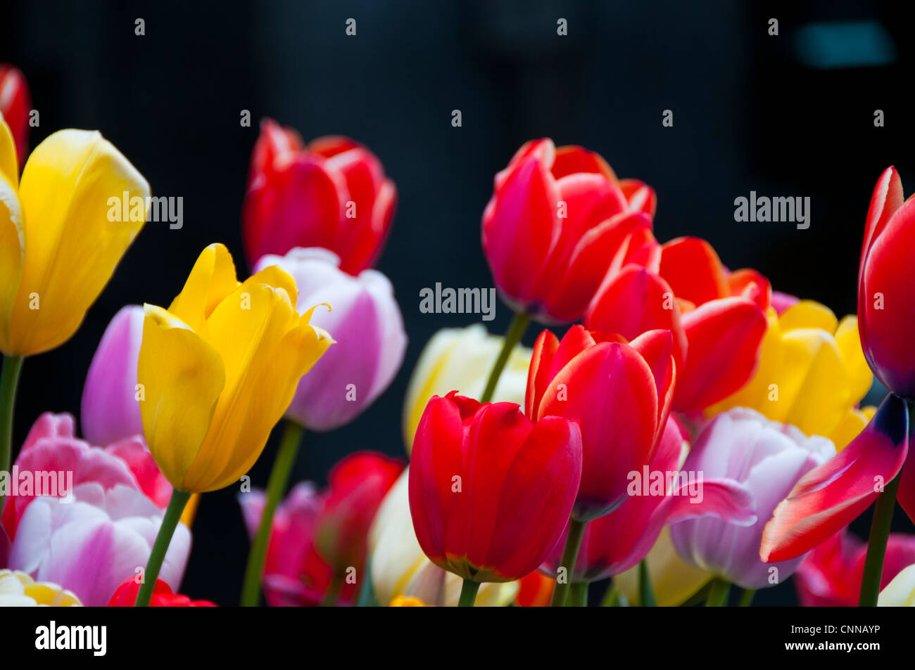 Vivacemente colorato tulipani disposizione Foto Stock