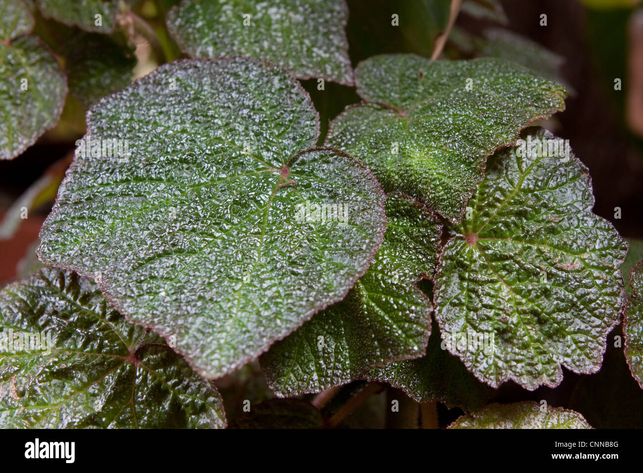 Begonia specie (forse Burley Contrassegni) Foto Stock